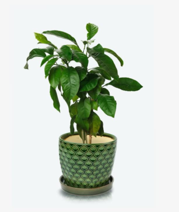 KOTARBAU® Zestaw 2 ceramicznych doniczek na rośliny, średnica: 17 cm, zielona, vintage, z tacką ociekową, wzór rybiej łuski - obrazek 7