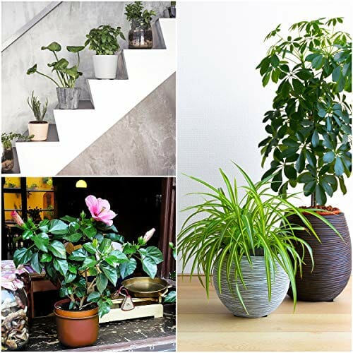 Belle Vous Niewidoczne Nóżki do Doniczek (50 Szt.) - Wsporniki do Doniczek - Antypoślizgowe z Samoprzylepnymi Podkładkami do Średnich i Dużych Donic - Podkładki do Roślin Wewnętrznych i Zewnętrznych - obrazek 2