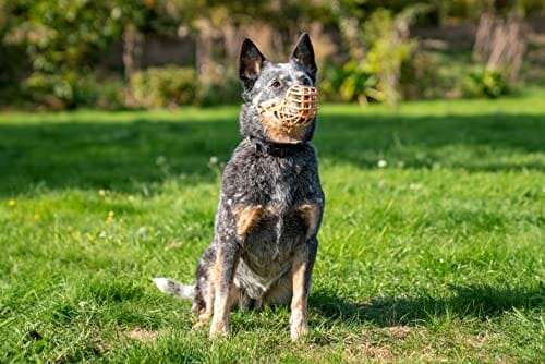 Company of Animals Baskerville Anty-Luz Pies Kaganiec, Rozmiar 4, Wyczyść - obrazek 7