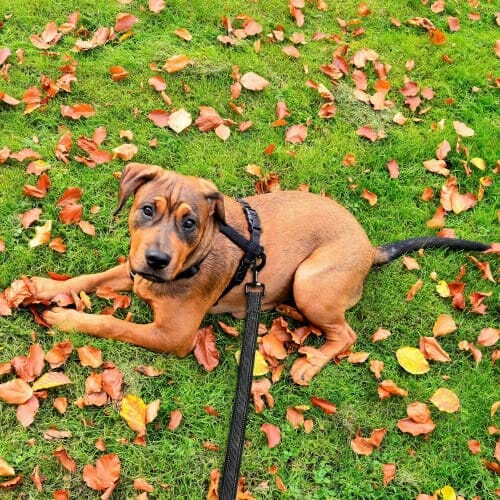 Toozey Smycz dla małych i średnich psów z antypoślizgowymi gumami i pa - obrazek 2