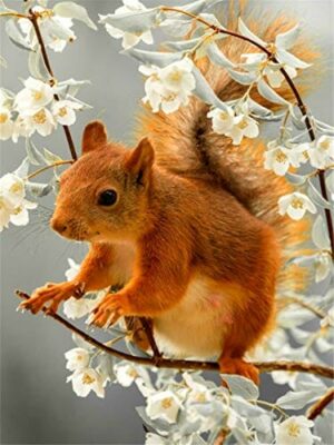 RAILONCH - Zestaw do malowania diamentowego 5D, wiewiórka „zrób to sam”, okrągłe malarstwo diamentowe, zestaw do haftowania, ścieg krzyżykowy, dekoracja ściany domu (30x40 cm)