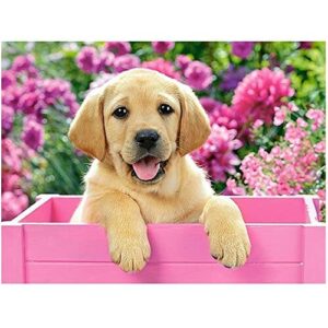 DCIDBEI 50x40CM 5D DIY Haft Diamond Painting - Diamond-Malowanie Zwierząt Anime Rhinestone Diament - Mozaika Rzemiosło Dzieci Dorośli Deco || Pies w różowym pudełku - Kreatywna pasja dla dzieci i dorosłych!